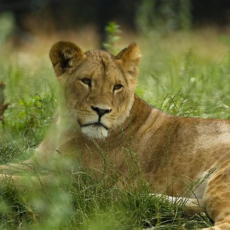 קריסטיאנסאנד Dyreparken Safarihotell מראה חיצוני תמונה